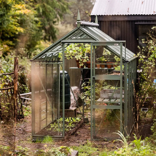 Rhino Premium 6x8 greenhouse in Tuscan Olive with high eaves in a summer garden